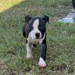 Matilda - Black brindle American Staffordshire Terrier puppy in Byron, Georgia from Lelani