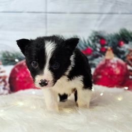 Monterey Jack - Black and white male Border Collie puppy in Avilla, Indiana from Borderline Kennels