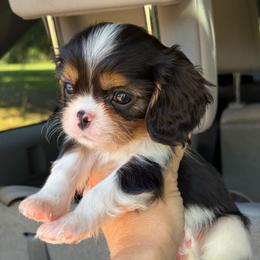 Tiny Bert - Tri-color male Cavalier King Charles Spaniel puppy in Spring Hill, Florida from Stardom Chihuahuas & CKCS