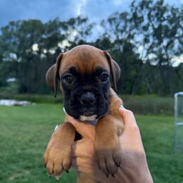 Austin - Fawn male Boxer puppy in Jamesville, New York from Reynolds Homestead Boxers