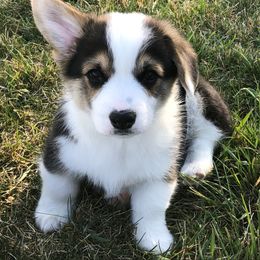 Pembroke Welsh Corgi Puppies from Desert Sage Pembroke Corgis