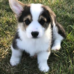 Pembroke Welsh Corgi Puppies from Desert Sage Pembroke Corgis