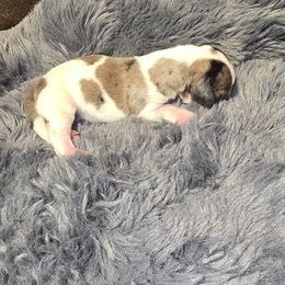 Boy 3 - Piebald male Dachshund puppy in Barre, Massachusetts from Central Mass Dachshunds