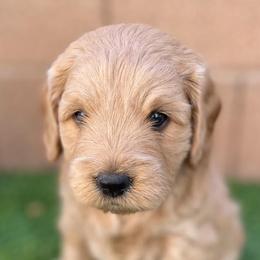 Goldendoodles from Bailey's Desert Mini Doodle