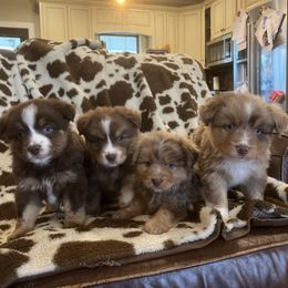 Miniature Australian Shepherd puppies from A&L Farms