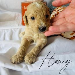 Honey - Cream female Goldendoodle puppy in Cedartown, Georgia from Loyal Doodles