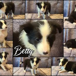 Shetland Sheepdog Puppies from Henotic Homestead's Shetland Sheepdogs