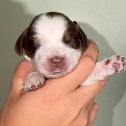 Cove - Liver white and tan male English Springer Spaniel puppy in Williston, Florida from Parks Paradise Springers
