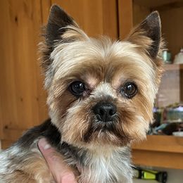Max - Yorkshire Terrier