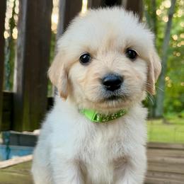 Charger - Light golden male Golden Retriever puppy in Doniphan, Missouri from Stockford’s Golden Retrievers