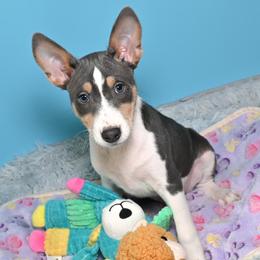 Cairo...Blue tri male 2,1 - Blue cream and white male Basenji puppy in Eugene, Oregon from Basenji Puppies