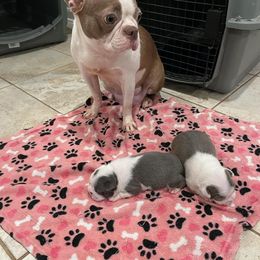 Frida - Boston Terrier