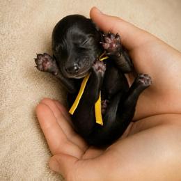 Yellow Boy - Chocolate male Dachshund puppy in Crandall, Texas from The Weenie Hut LLC