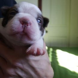 Boston Terrier Puppies from Meatloaf's Boston