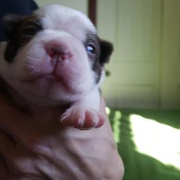 Boston Terrier Puppies from Meatloaf's Boston