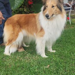 Collie puppies from Prime Star Collies