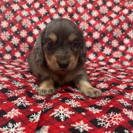 Dapple long hair - Dapple male Dachshund puppy in Galax, Virginia from Dells  Dachshund’s
