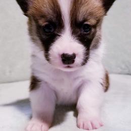American Corgi and Pembroke Welsh Corgi Puppies from Whimsical Treasure Corgis