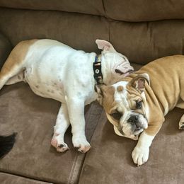Bulldog Puppies from Magic City Kennel