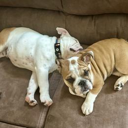 Bulldog Puppies from Magic City Kennel