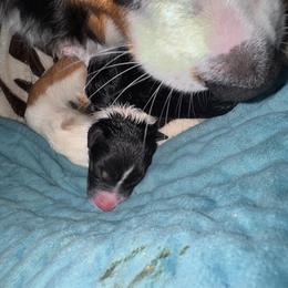 Cashew - Red tri-color female Australian Shepherd puppy in Wrightstown, New Jersey from Hartzland Farm Australian Shepherds