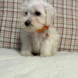 Miniature Schnauzer Puppies from I & J Miniature Schnauzers