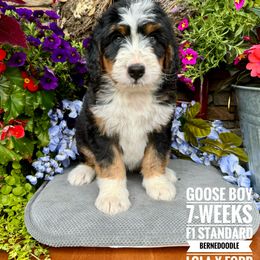 Bernedoodle Puppies from Premier Doodles