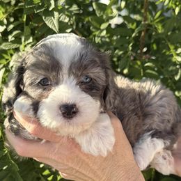 Rusty - Merle male Bernedoodle puppy in Tucson, Arizona from Adored Poodle & Doodles