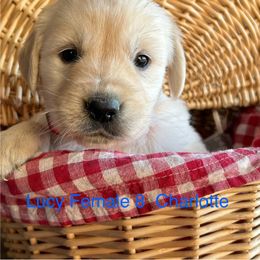 Charlotte - Golden Retriever puppy in Kuna, Idaho from Golden Kisses Golden Retrievers