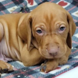 Vizsla Puppies from Bender Vizslas