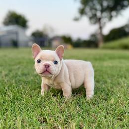 Blue collar boy - Cream male French Bulldog puppy in Jefferson City, Missouri from Central Frenchie Haven