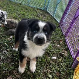 Girl 3 - Black tri-color female Australian Shepherd puppy in Lakeland, Florida from Infinite Aussies