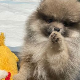 Eclipse - Blue sable female Pomeranian puppy in Stockton, California from CutiePoms