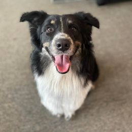Aussiedoodle All Grown Up from Silver Creek Aussiedoodles