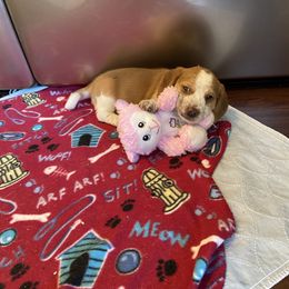 Beagle and Doberman Pinscher Puppies from Desert Mountain Canines