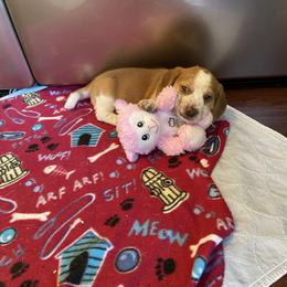 Beagle and Doberman Pinscher Puppies from Desert Mountain Canines