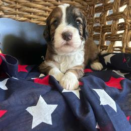 Haze - Brown merle male Aussiedoodle puppy in Eastland, Texas from H5 Mini Doodles