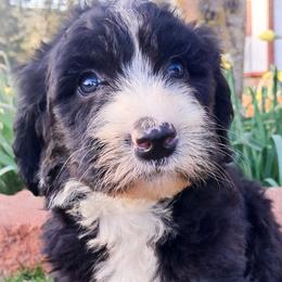 Johnny - Black and white male Sheepadoodle puppy in Cocolalla, Idaho from Kelley's Goldens Poodles and Doodles