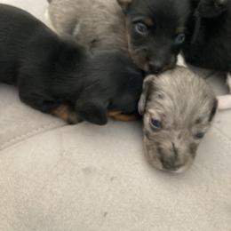 Dachshund Puppies from Dachshund Dad