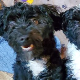 Havanese from Darrtfarms