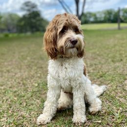 Atticus - Labradoodle
