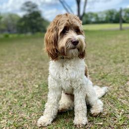 Atticus - Labradoodle
