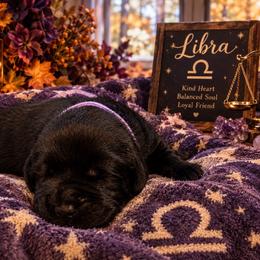 Girl 3 - Black female Labrador Retriever puppy in Davenport, New York from New England Premier English Labradors