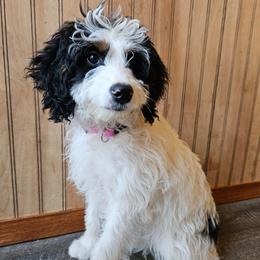 Arwen - Black and white female Bernedoodle puppy in Granton, Wisconsin from Rose River Farms