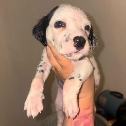 Electric blue collar boy - White and black male Dalmatian puppy in Toledo, Ohio from Exquisite Dalmatians & Standard Poodles