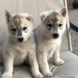 Siberian Husky Puppies from Umunhum