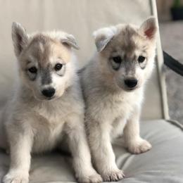 Siberian Husky Puppies from Umunhum