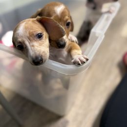 Girl 1 - Piebald female Dachshund puppy in Gastonia, North Carolina from Lanier’s Little Weenies