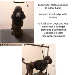 Lola AKC Standard poodle (see description) - Sable female Bernedoodle puppy in Lewisville, Texas from Zink Doodles