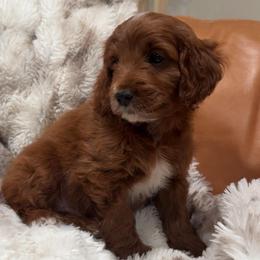Teddy - Red  male Goldendoodle puppy in Sacramento, California from Little legacy doodles
